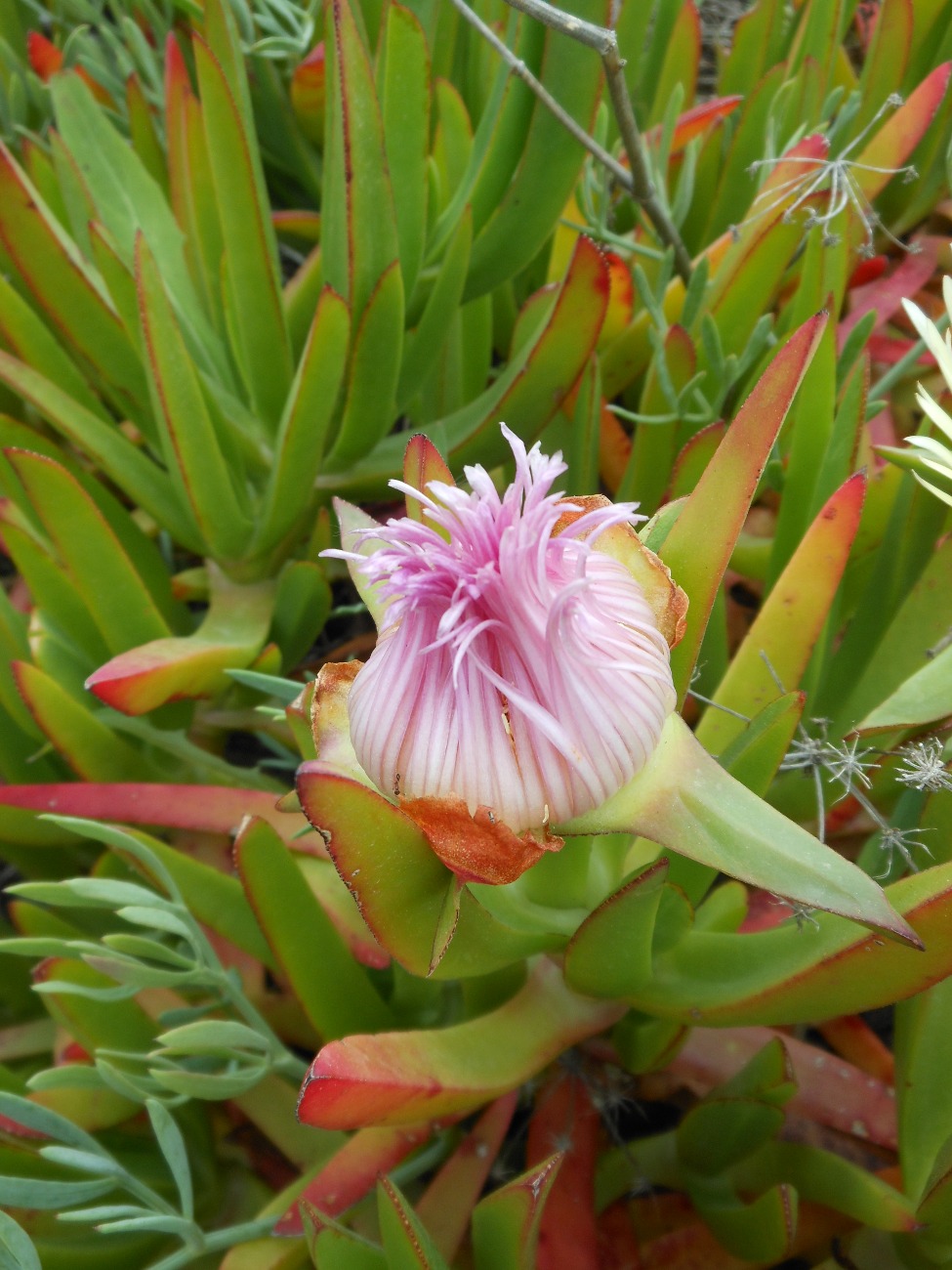 Carpobrotus acinaciformis  VS C. edulis  subsp. edulis